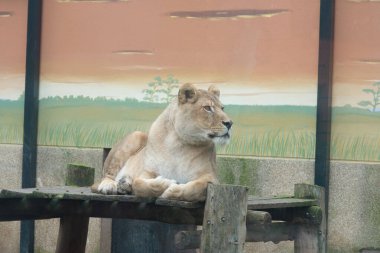 Hayvanat bahçesindeki aslan