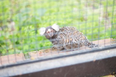 Gri kedi çitin üzerinde oturur ve kameraya bakar..