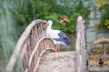 Bokeh şehrindeki hayvanat bahçesinde beyaz leylek
