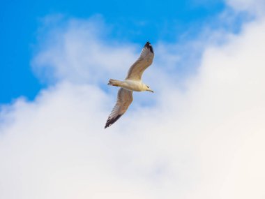 Ormandaki tahta bir direkte oturan bir kartalın yakın plan çekimi.