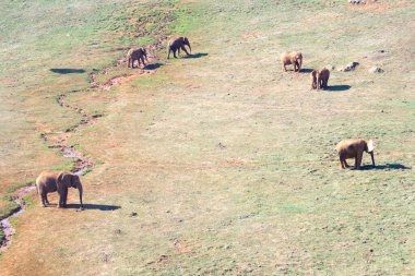 Bir grup vahşi hayvanın havadan çekilmiş fotoğrafı.