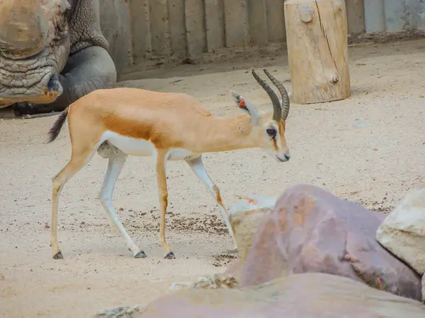 Ormandaki tahta bir direkte oturan bir kartalın yakın plan çekimi.