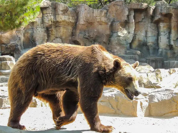 Hayvanat bahçesindeki boz ayı