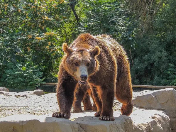 Ormandaki kahverengi ayının yakın plan fotoğrafı.