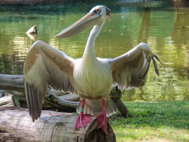 Pelikan suyun kıyısında oturuyor.