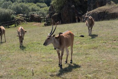 Dağlardaki çayırlarda otlayan inekler.