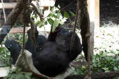 Kafesteki siyah goril