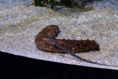 Kumdaki deniz yaşamı.