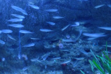 Suda balık, suyun altında.