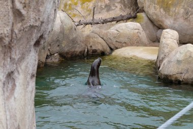Hayvanat bahçesindeki suyu mühürle.