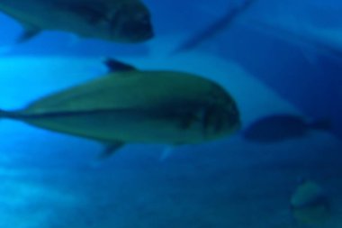 Kızıl denizdeki bir balığın sualtı görüntüsü