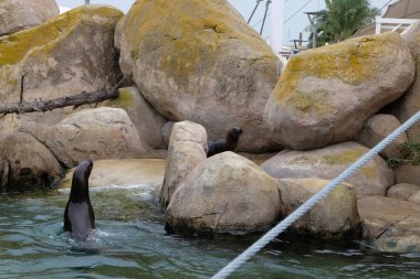Parkta bir Karadeniz aslanı