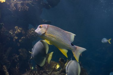 Akvaryumdaki balıklar