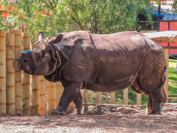 Hayvanat bahçesindeki gergedan