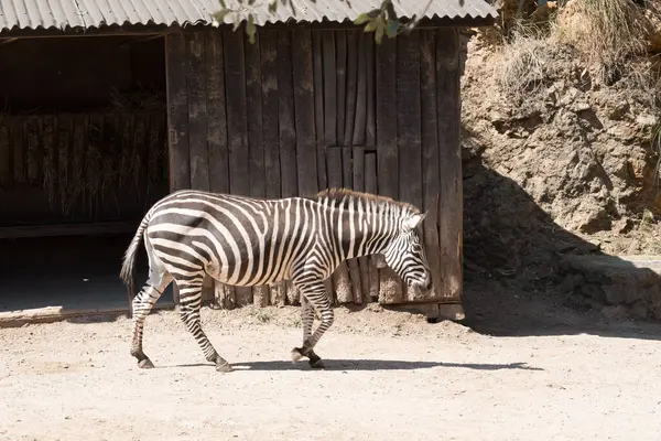 Bir zebra yazın hayvanat bahçesinde yerde durur.