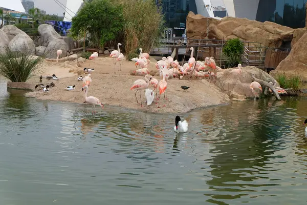 flamingolar Hayvanat Bahçesi