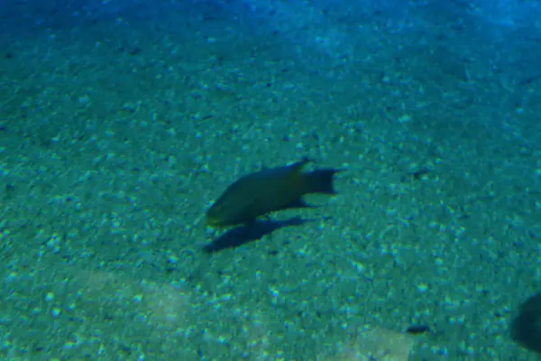 Deniz yaşamı, deniz yaşamı, su altı yaşamı.