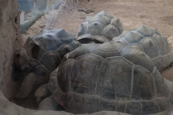 Kumdaki dev kaplumbağa.