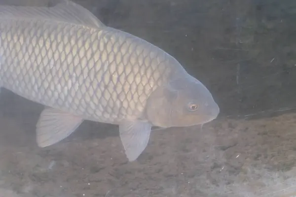 Gölette beyaz sazan balığı