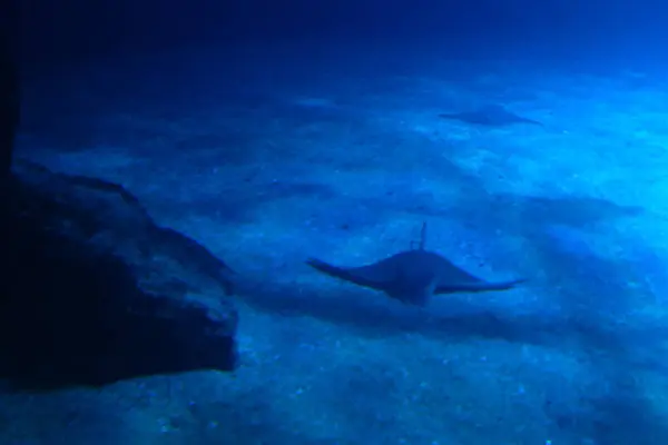 Tropikal bir denizin sualtı manzarası