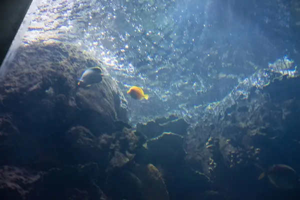 Deniz yaşamının sualtı görüntüsü, deniz yaşamı