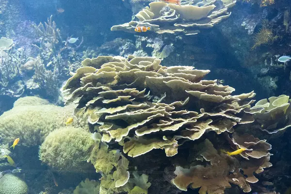 Akvaryumdaki güzel mercan kayalıkları