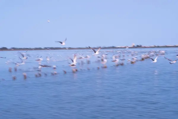 Suda uçan bir martı sürüsü.