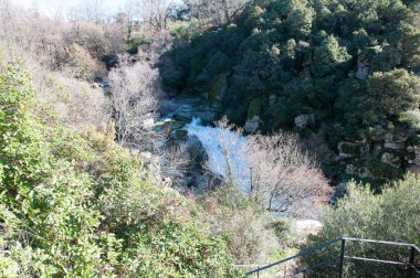 Ormandaki nehrin güzel manzarası