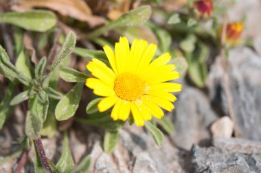 Bahçedeki sarı çiçek