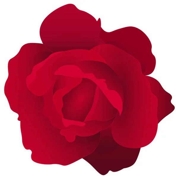 现实的红玫瑰花模板 — 图库照片