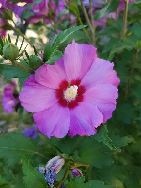 Flor Púrpura Del Árbol Hibisco — Foto de Stock