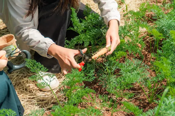 Bahçıvanlar çiftliklerinde bebek havuç topluyor..