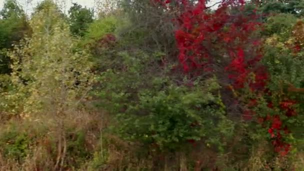 Urzekająca Jesienna Błogość Spektakl Palety Natury Żywe Drzewa Miękkie Światło — Wideo stockowe