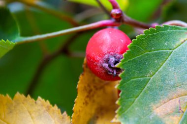 Canlı Kırmızı Gül Kalçası Yakın Çekim: Doğanın Güzelliği Ortaya Çıktı