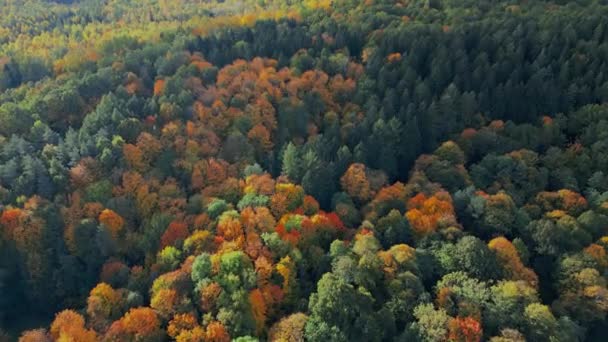 Lenyűgöző Sárga Zöld Őszi Erdő Egy Pillantás Napsütötte Derűre — Stock videók