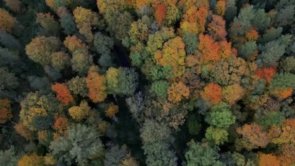 Tranquilidade Dourada Vista Aérea Serena Floresta Outono Amarelo Verde Dia — Vídeo de Stock