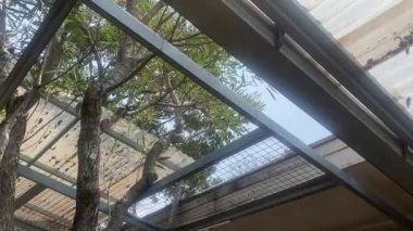 Mavi gökyüzüyle rüzgarda esen ağaçlara bakıyorum. Antika bir kafeterya, gündüz vakti çok güzel. Ağacın dalları çok güzeldir, parlak yeşil yapraklardır ve yaz mevsimini izlemek için tazedir.