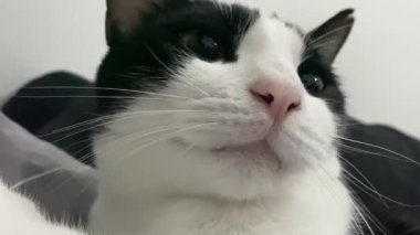 Kapalı kedi yüzü, komik mim kedisi esneme, siyah beyaz tüylü tüylü kedi başı, smokin rengi