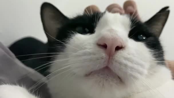 Close Cat Face Funny Meme Cat Yawn Black White Adorable — Stock Video