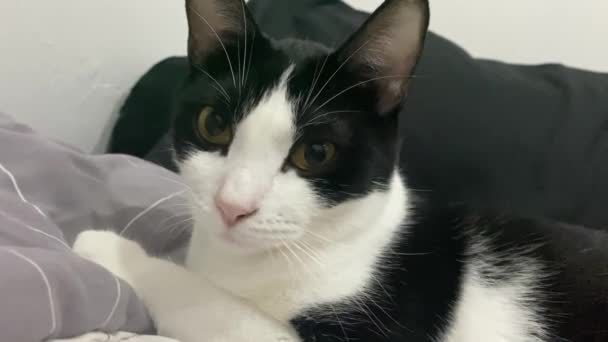 猫の顔を閉じる 面白いミームキャットヨーン 黒と白の愛らしいふわふわの毛の重罪頭 タキシードカラー — ストック動画