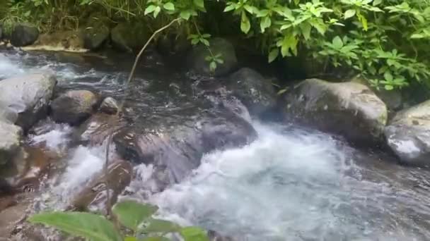 Ormanın Ortasında Akan Güzel Bir Dere Yürüyüş Yolu Küçük Bir — Stok video