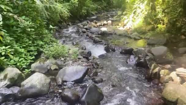 Beautiful Flowing Stream Middle Forest Trekking Path Hiking Path Small — Stock Video