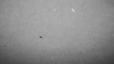 Eski grunge video efekti, toz taneciklerinin dokusuyla film için metin veya resim için alanı olan efektler