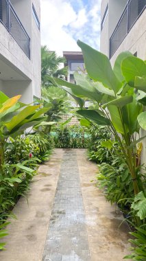 Evin ve bahçenin önünde bir sürü tropikal bitki ve yeşil bitki olan yürüyüş yolu.