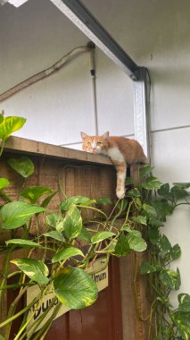 Tembel bir kedi ahşap bir çitte oturuyor ve yeşil bitkilere bakıyor. Tatlı turuncu kedi, uykucu kedi.