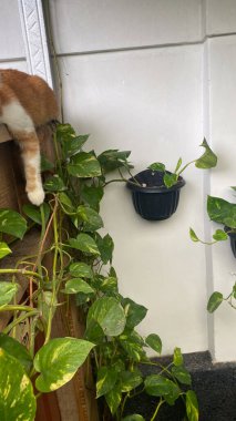 Tembel bir kedi ahşap bir çitte oturuyor ve yeşil bitkilere bakıyor. Tatlı turuncu kedi, uykucu kedi.