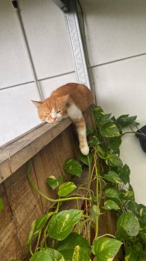 kedi, hayvan, kedi, kedi, kedi, yerli, memeli, kürk, hayvanlar, beyaz, kırmızı, çimen, evcil hayvan, doğa, şirin, kediler, oyun, izole edilmiş, yeşil, bebek, genç, siyah, kedi