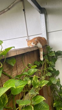 Tembel bir kedi ahşap bir çitte oturuyor ve yeşil bitkilere bakıyor. Tatlı turuncu kedi, uykucu kedi.
