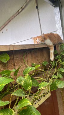 Uykulu tembel kedi bir bitkinin üstündeki rafta oturuyor..