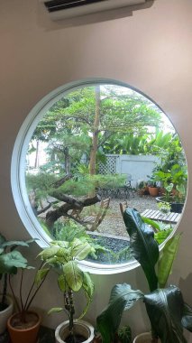 Çin bonsai bahçesi. Duvarların arasında dairesel bir delik var.